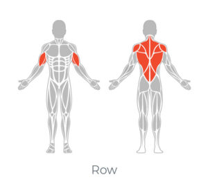 Row Muscle Targeting
