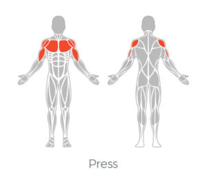 Chest Press Muscle Targeting