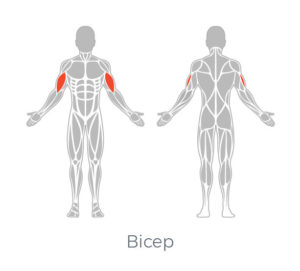 Bicep Muscle Targeting