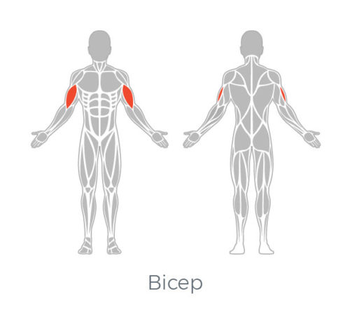 Main body. Core мышцы корпуса. Мышцы мишени для ботулинотерапии.