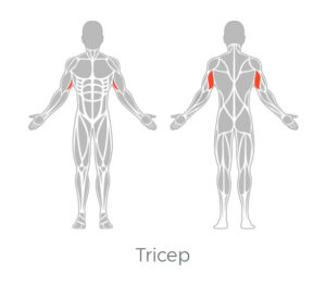 Triceps Muscle Targeting